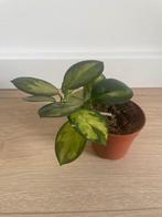 hoya carnosa tricolor, Huis en Inrichting, Overige soorten, In pot, Minder dan 100 cm, Groene kamerplant