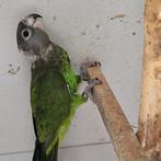 Bruinkop man 2017, Dieren en Toebehoren, Vogels | Parkieten en Papegaaien, Mannelijk, Papegaai, Geringd