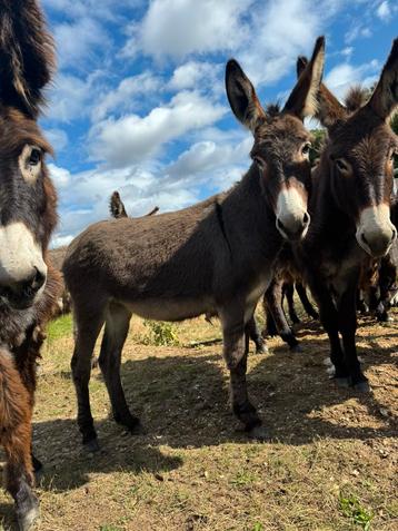 zeer aanhankelijke lieve ezel merrie beschikbaar voor biedingen