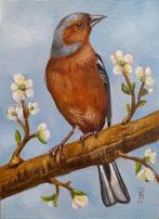 Schilderij vink 256 - gratis lijst - origineel cadeau -vogel, Ophalen of Verzenden
