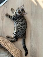 Unieke gezonde Bengaal kruising kittens, Dieren en Toebehoren, Katten en Kittens | Raskatten | Korthaar, Poes, Ontwormd