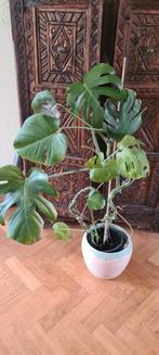 Vingerplant monstera, Ophalen of Verzenden