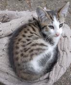 Boerderij + Savannah mix kitten wit grijs zo.lief, Dieren en Toebehoren, Katten en Kittens | Overige Katten, Kater