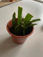 Epiphyllum Cactus in Pot, Huis en Inrichting, Kamerplanten, Ophalen