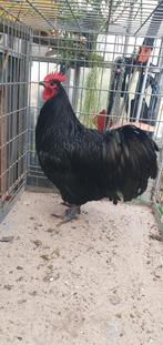 Australorp haan, Dieren en Toebehoren, Pluimvee, Mannelijk, Kip