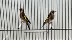 Parva Putters Te Koop, Mannelijk, Wildzangvogel, Geringd