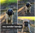 Kangal pups, Dieren en Toebehoren, 8 tot 15 weken, Meerdere, Meerdere dieren, Herder