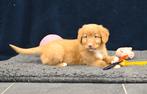 Nova Scotia Duck Tolling retriever pup # Toller reutje, Parvo, 8 tot 15 weken, Meerdere, Nederland