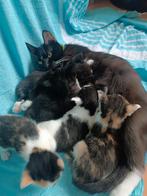 Kittens te koop, Dieren en Toebehoren, Katten en Kittens | Raskatten | Korthaar