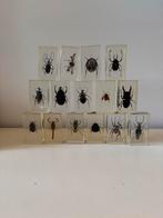 Vintage insecten in hars,, Dieren en Toebehoren, Insecten en Spinnen, Overige soorten