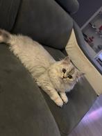 Britse langhaar, Poes, Ontwormd, 0 tot 2 jaar