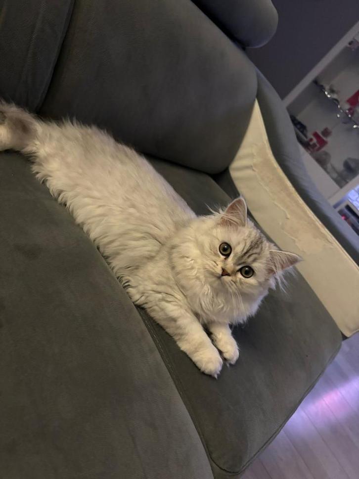 Britse langhaar, Dieren en Toebehoren, Katten en Kittens | Raskatten | Langhaar, Poes, 0 tot 2 jaar, Ontwormd, Ingeënt