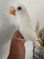 Prachtige Lieve Hand Tamme Gezonde Agapornis Dwergpapegaai, Dieren en Toebehoren, Vogels | Parkieten en Papegaaien, Meerdere dieren