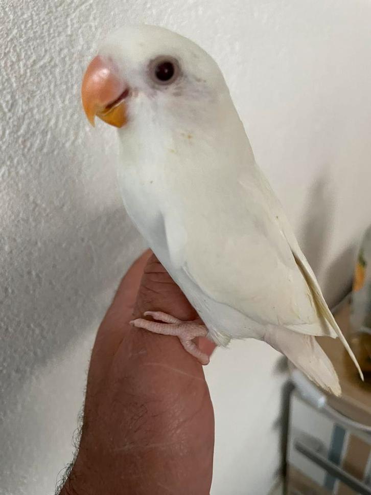 Prachtige Lieve Hand Tamme Gezonde Agapornis Dwergpapegaai, Dieren en Toebehoren, Vogels | Parkieten en Papegaaien, Dwergpapegaai of Agapornis