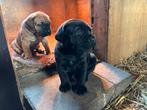 Prachtige Cane Corso Puppy s  /// 4 reutjes & 5 teefjes, Dieren en Toebehoren, Overige rassen, 8 tot 15 weken, Meerdere dieren