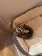 Britse korthaar kittens, Meerdere dieren, Ingeënt
