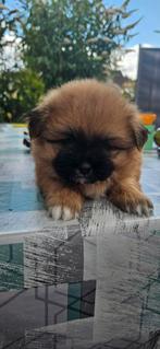 Puppy, Dieren en Toebehoren, Honden | Chihuahua's en Gezelschapshonden, 8 tot 15 weken, Meerdere, Nederland, Particulier