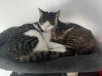Kittens, Dieren en Toebehoren, Katten en Kittens | Overige Katten, Meerdere dieren