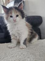 Maincoon kittens, Dieren en Toebehoren, Katten en Kittens | Raskatten | Langhaar, Meerdere dieren, Ontwormd, 0 tot 2 jaar