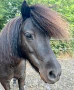 Zeer lieve shetlander merrie, Dieren en Toebehoren, Pony's, Merrie, A pony (tot 1.17m), 11 jaar of ouder
