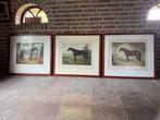 - Set van 3 Gravures volbloed paarden Ingelijst Hout, Antiek en Kunst, Ophalen