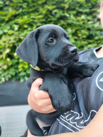 Labrador retriever nog twee zwarte teefjes en een reutje. beschikbaar voor biedingen