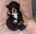 Maltipoo thuisnestje, 8 tot 15 weken, Meerdere, Meerdere dieren, Klein