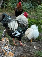 Wyandotte haantje, Dieren en Toebehoren, Pluimvee, Mannelijk, Kip
