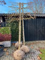 Lei bomen en dakbomen in soorten en maten nu planttijd, Ophalen of Verzenden