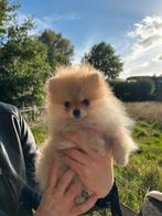Pomeranian ❤️🐶❤️, Dieren en Toebehoren, Particulier, 8 tot 15 weken, Buitenland, Teef