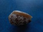 Schelpen: Conus arenatus Hwass gem- 35mm, Verzenden, Fossiel
