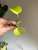 Epipremnum neon, gewortelde kopstek, Ophalen of Verzenden, Overige soorten, Minder dan 100 cm
