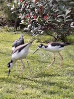 Mexicaanse steltkluut, Dieren en Toebehoren, Meerdere dieren, Geringd