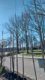 Betula pendula, berk, berkenboom 400-450 cm hoog, Tuin en Terras, Planten | Bomen, Ophalen, Bloeit niet, Volle zon, Overige soorten