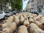 GEZOCHT Heideschapen, Dieren en Toebehoren, Meerdere dieren, Schaap