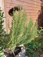 verse rozemarijn uit mijn tuin, Ophalen