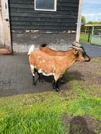 Mega tamme en vriendelijke geiten, Dieren en Toebehoren, Schapen, Geiten en Varkens, Vrouwelijk, Geit