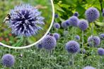 Kogeldistel (Echinops Ritro) Zaden, Tuin en Terras, Planten | Tuinplanten, Overige soorten, Volle zon, Vaste plant, Ophalen of Verzenden