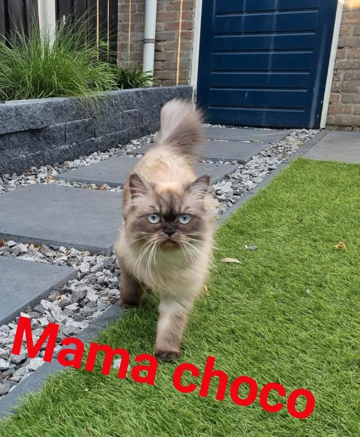 Kittens 😍🥰❤️Siberische  2 mannetjes over 🥰😍, Dieren en Toebehoren, Katten en Kittens | Raskatten | Langhaar, Meerdere dieren