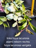 Zeer zeldzame Hoya lacunosa asami reborn nr 2, Overige soorten, In pot, Minder dan 100 cm, Bloeiende kamerplant