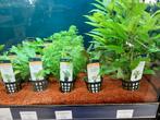 Een mooi assortiment aquariumplanten al vanaf 3,00, Vis, Zoetwatervis