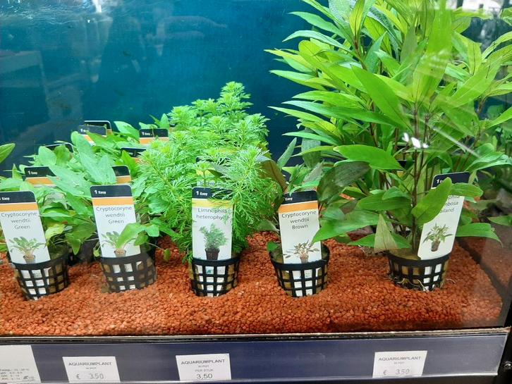 Een mooi assortiment aquariumplanten al vanaf 3,00, Dieren en Toebehoren, Vissen | Aquariumvissen, Zoetwatervis, Vis