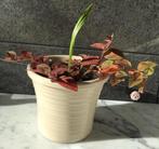 Bio zalingen Palmen Blanes 20-28-40cm groot in de potten, Huis en Inrichting, Kamerplanten, Palm, Ophalen of Verzenden, In pot