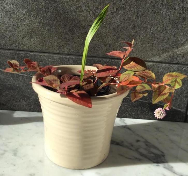 Bio zalingen Palmen Blanes 20-28-40cm groot in de potten, Huis en Inrichting, Kamerplanten, Palm, Minder dan 100 cm, Groene kamerplant