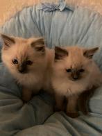 100% Ragdoll kittens te koop, Dieren en Toebehoren, Katten en Kittens | Raskatten | Langhaar, Meerdere dieren