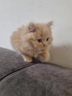 Kittens, Dieren en Toebehoren