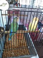 Prachtige vogels, mannetjes en vrouwtjes, Meerdere dieren, Zangkanarie