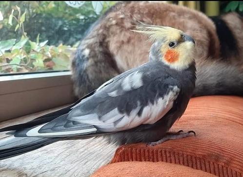 Mimo is nog steeds vermist, Dieren en Toebehoren, Vogels | Parkieten en Papegaaien, Parkiet, Mannelijk, Tam