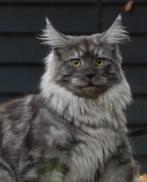 Kampioen maine coon dekkater met stamboom volledig getest, Dieren en Toebehoren, Katten en Kittens | Raskatten | Langhaar, Kater