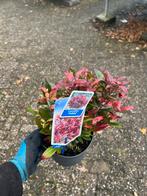 Leucothoe Zeblid - Schitterende Sierheester, Tuin en Terras, Ophalen, Bodembedekkers, Vaste plant, Halfschaduw